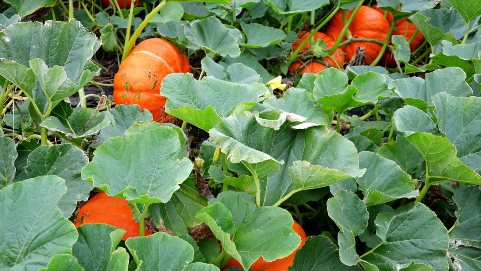 Aquí la Tierra - 02/10/20 - ver ahora