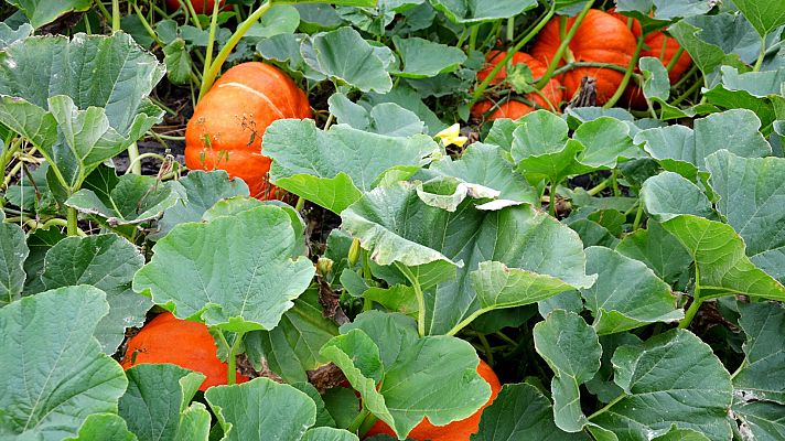 Aquí la Tierra - Aquí la Tierra - 02/10/20