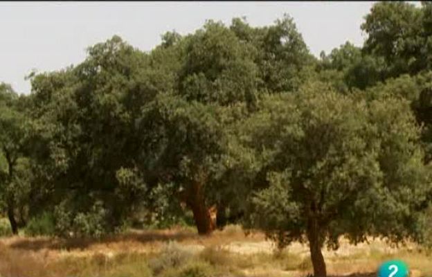 El escarabajo verde - Corcho, tapón natural