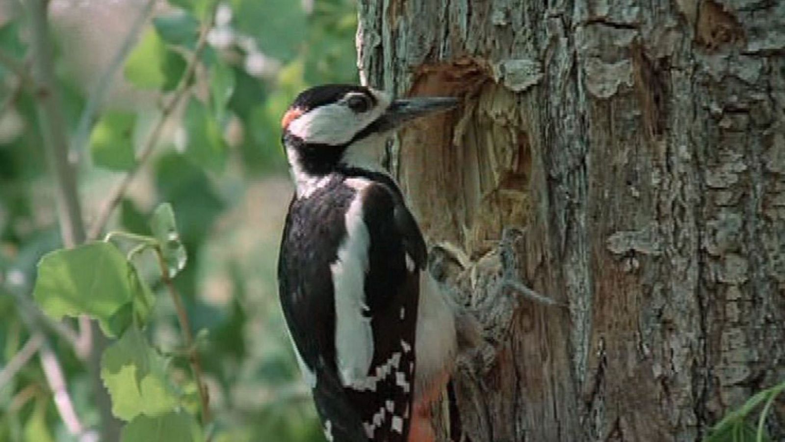 El hombre y la Tierra (Fauna ibérica) - Los pájaros carpinteros 1 - RTVE.es