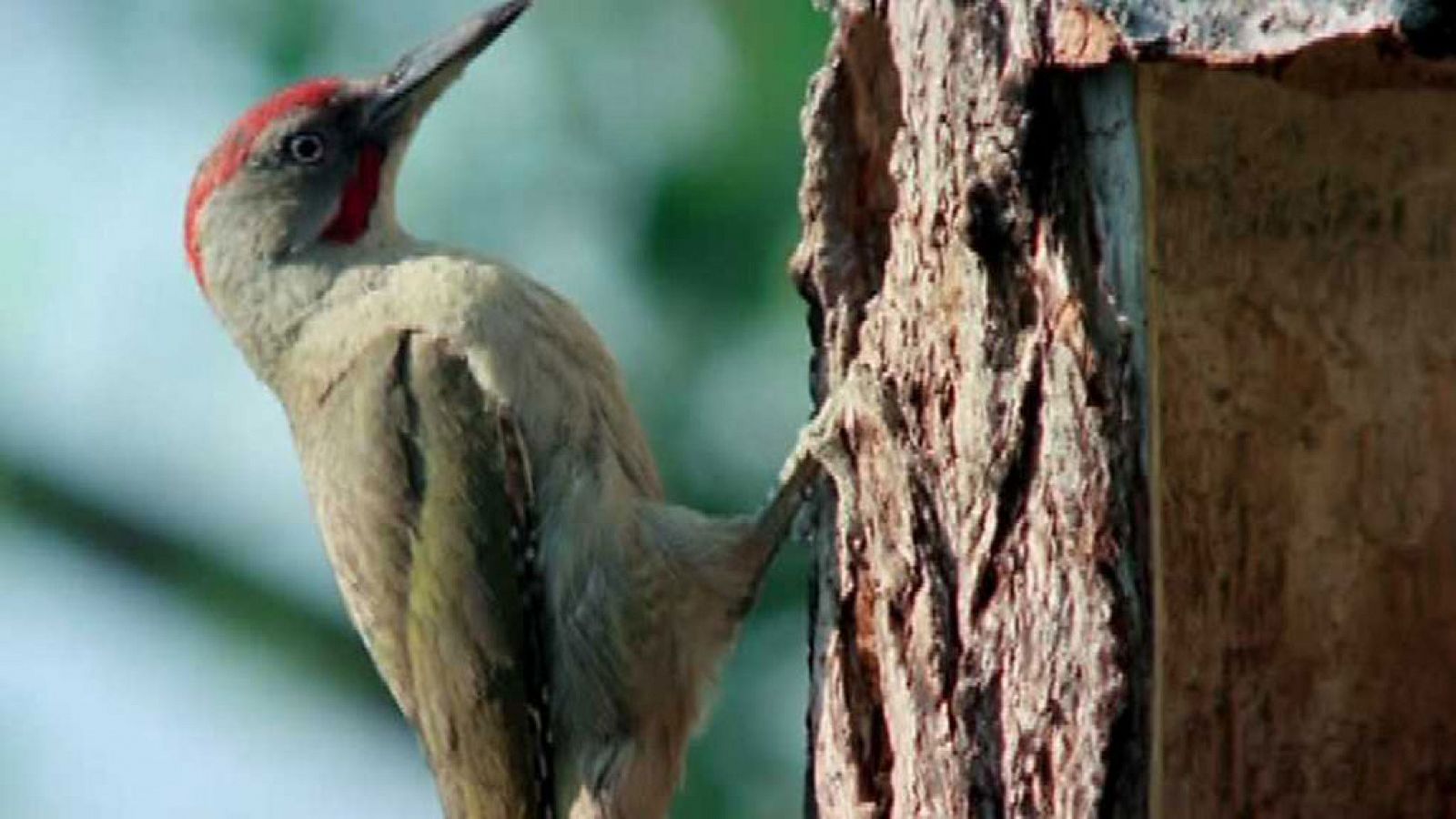 El hombre y la Tierra (Fauna ibérica) - Los pájaros carpinteros 2 - RTVE.es