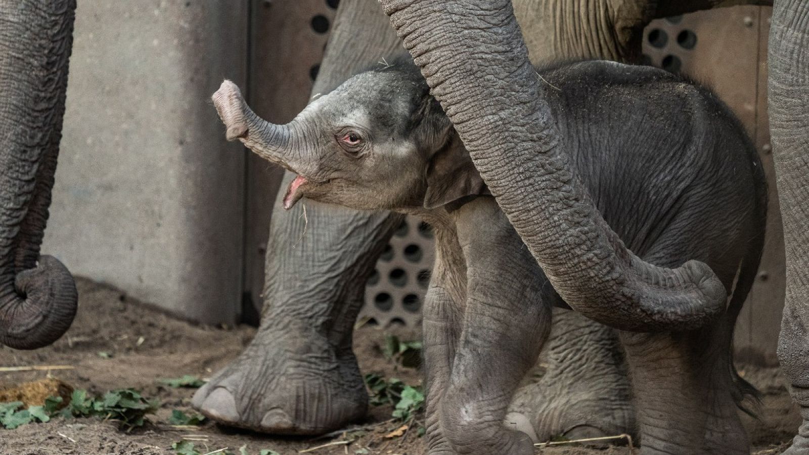 Francia prohibirá los animales salvajes en circos y espectáculos