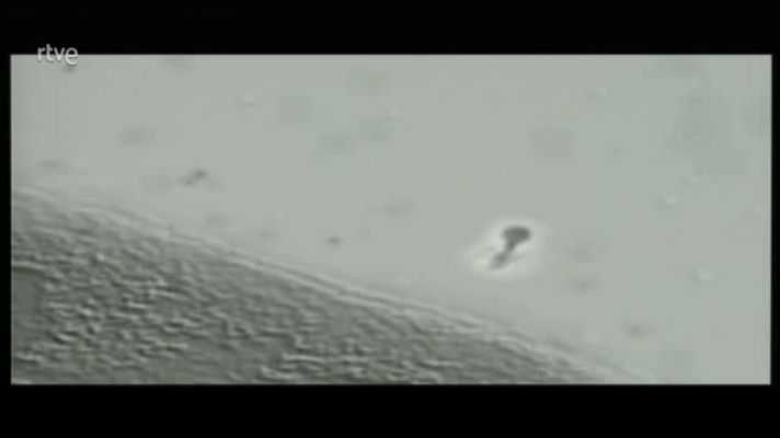 Crónicas - Crónicas Virus: Amenaza permanente