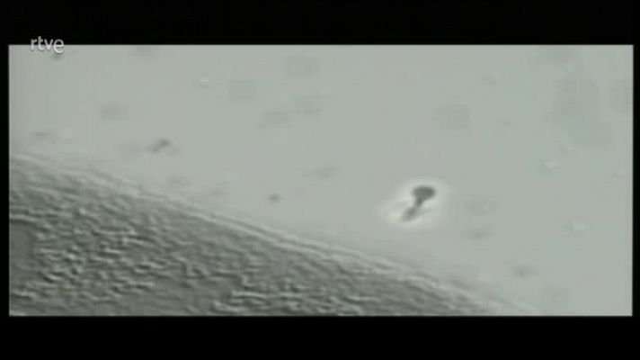 Crónicas - Crónicas Virus: Amenaza permanente