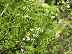 Aquí la Tierra - El romero, la salvia, la caléndula... plantas que no siguen el calendario