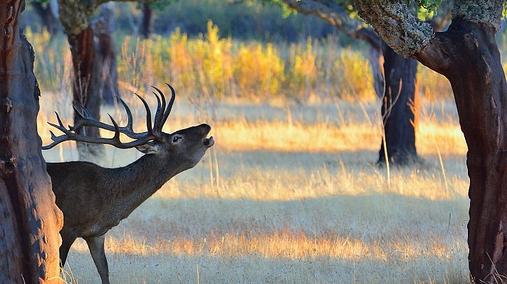España Directo - La berrea ya resuena en las montañas