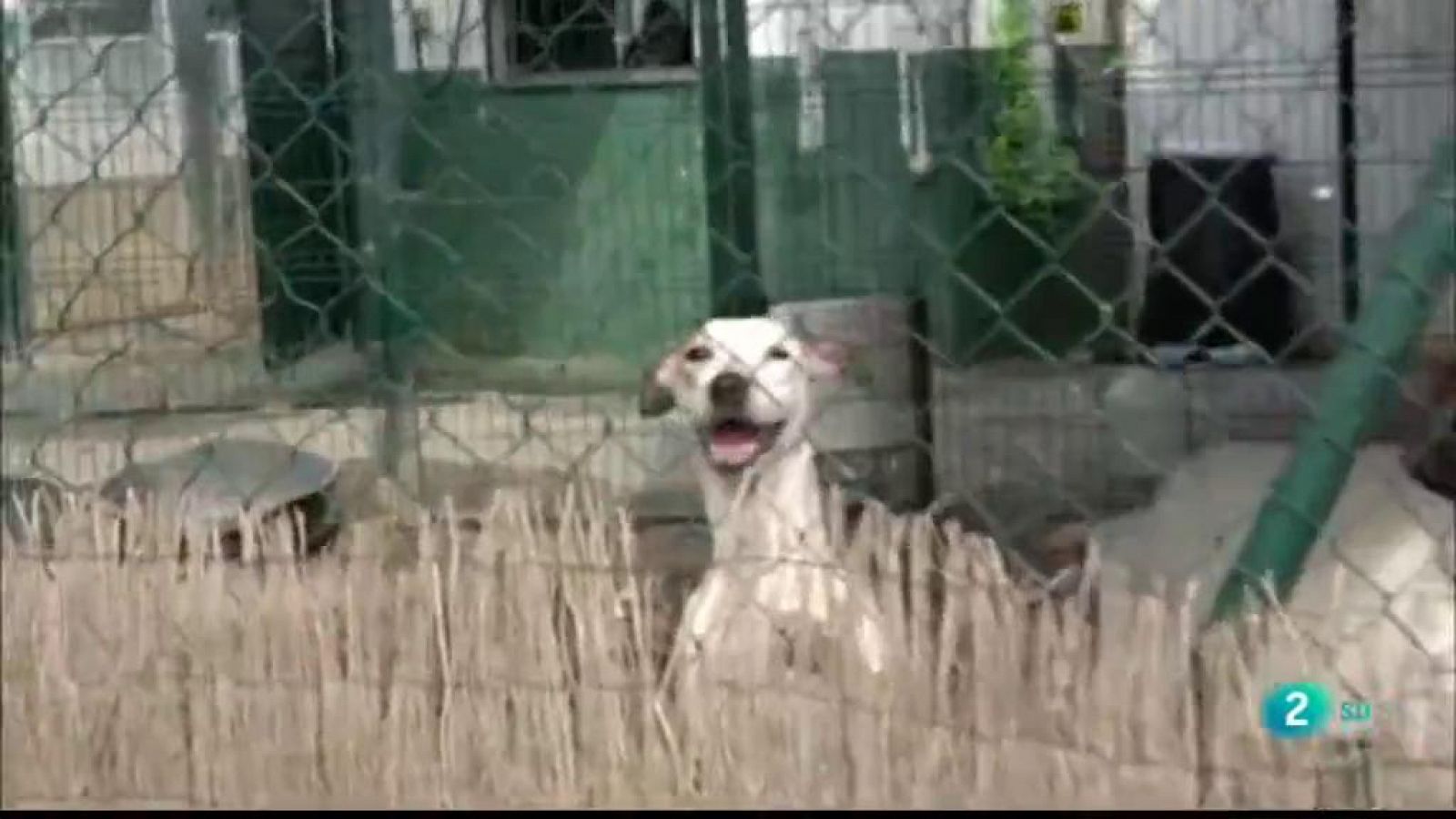 La Metro -  La protectora d'animals de Mataró