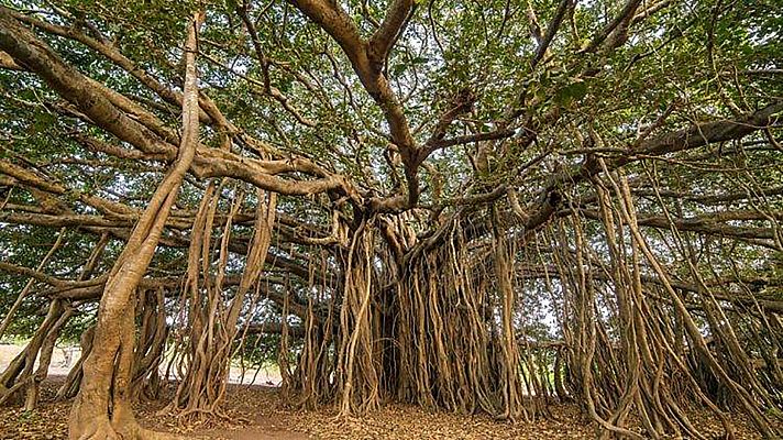 Curiosidades científicas - El árbol de Thimamma