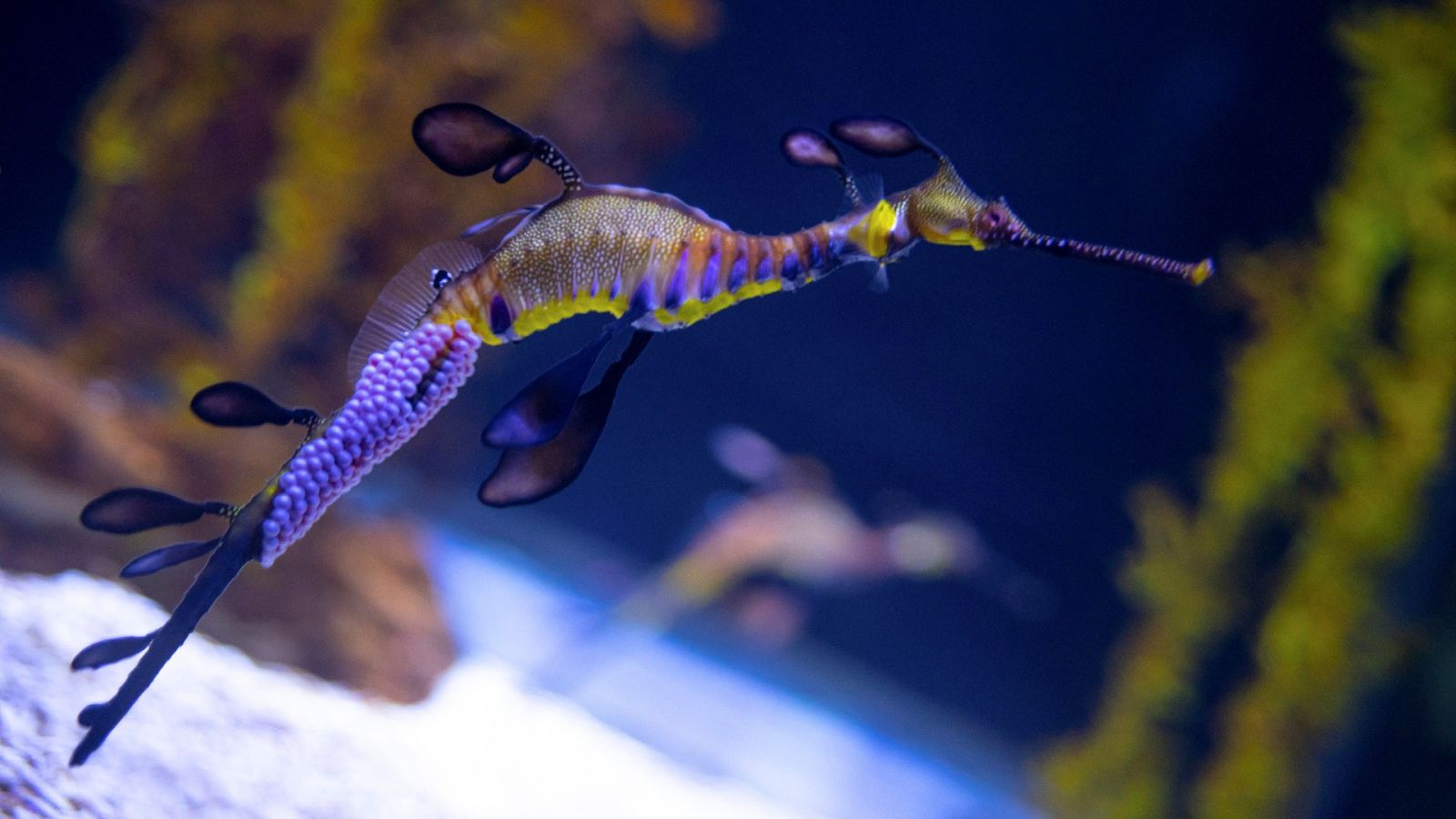 Dragones de mar en el acuario Poema de Mar de Gran Canaria