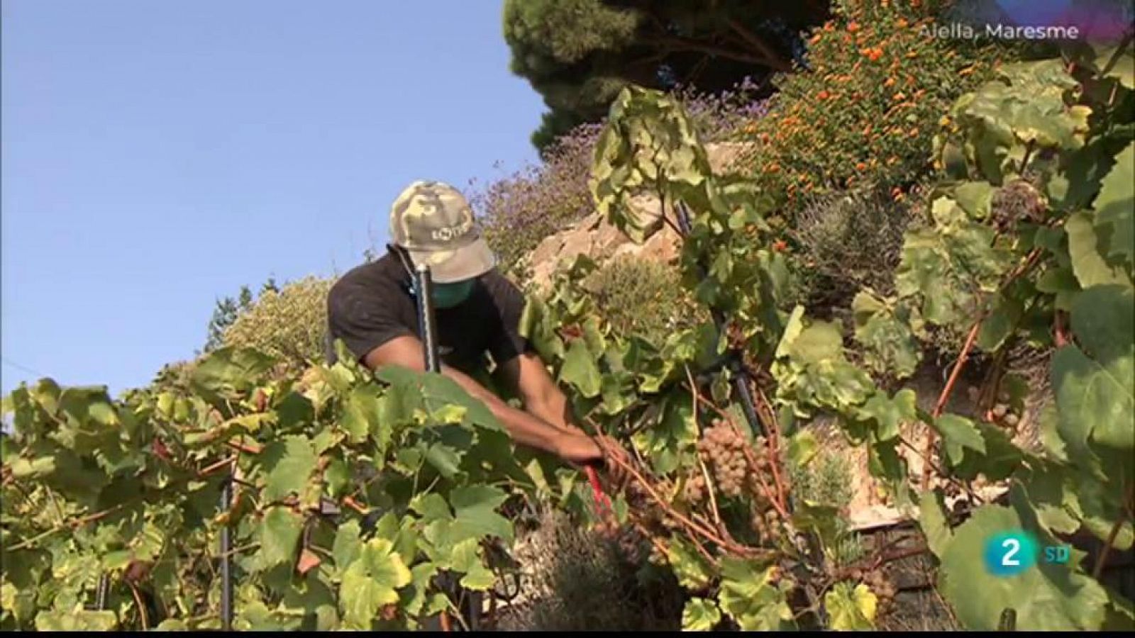 La Metro | DO Alella i el Festival de Sitges - RTVE.es