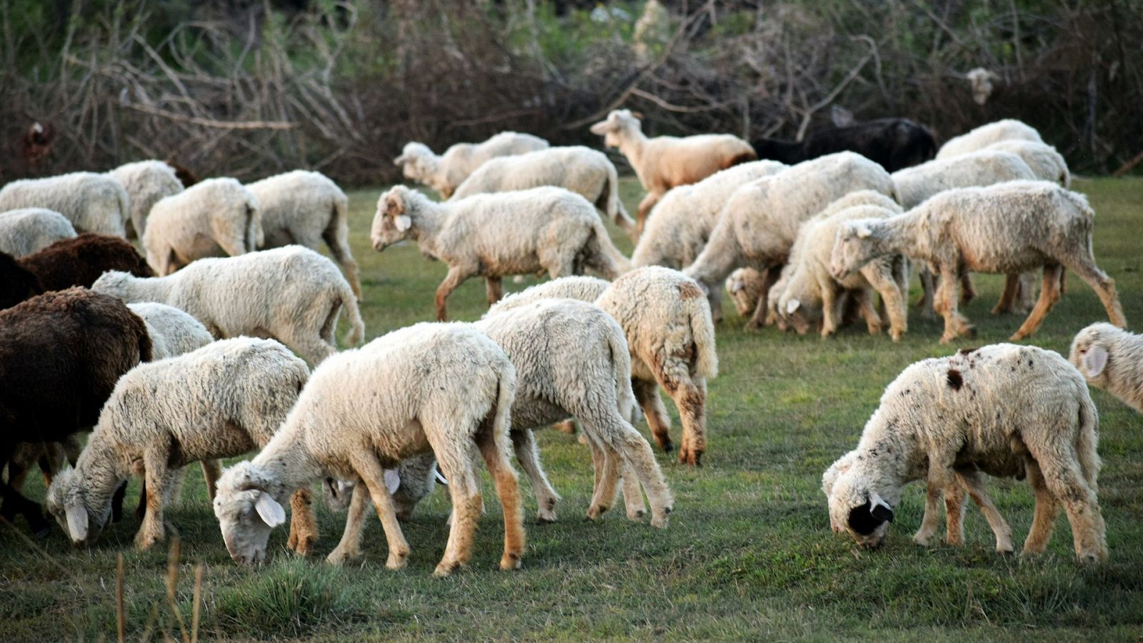 El pastor más mayor de Europa - España Directo | Ver