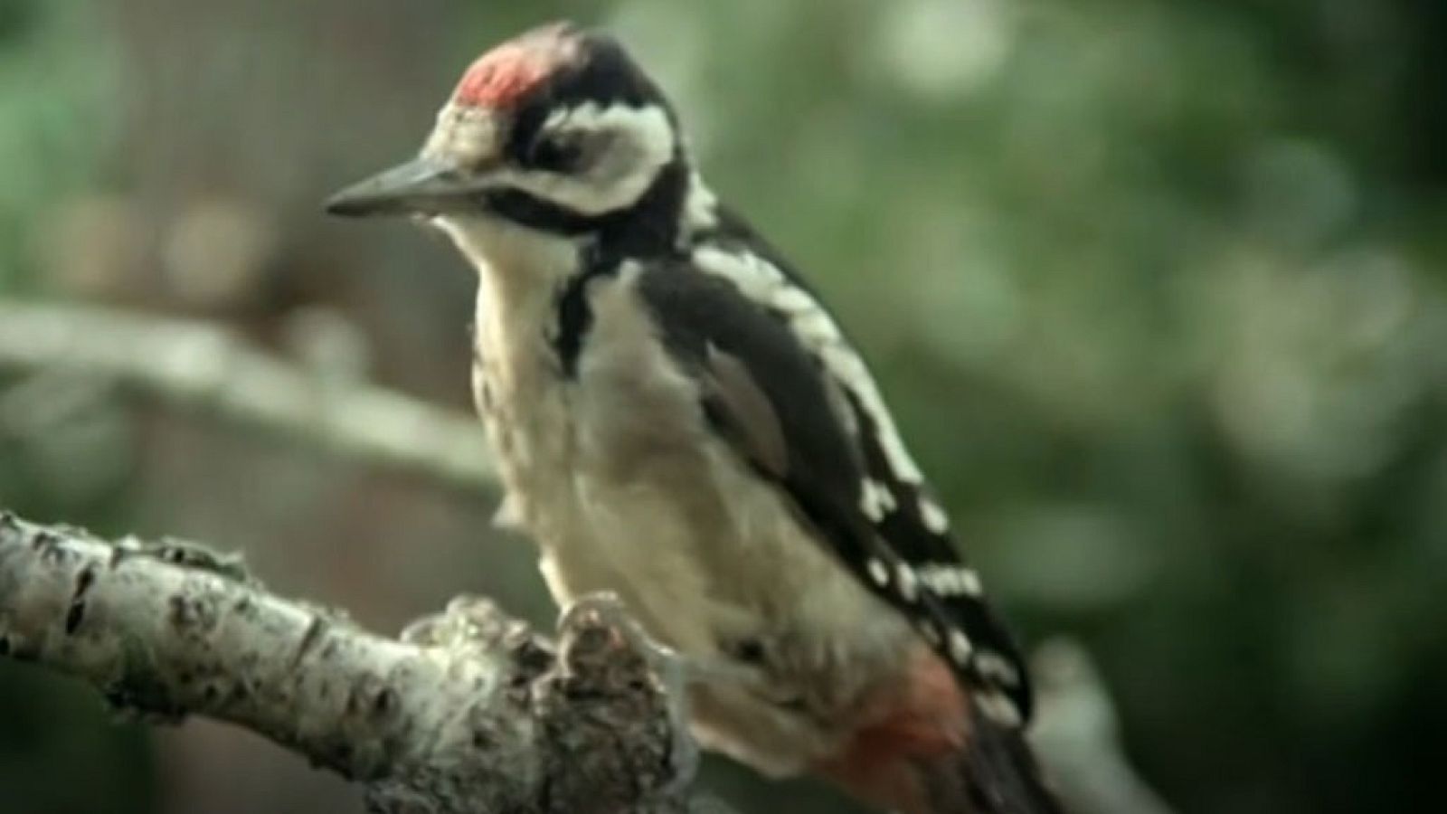 El hombre y la Tierra (Fauna ibérica) - Los pájaros carpinteros 3 - ver ahora