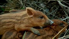 El hombre y la Tierra (Fauna ibérica) - El jabalí I