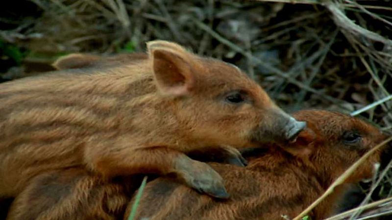 El hombre y la Tierra (Fauna ibérica) - El jabalí 1 - ver ahora