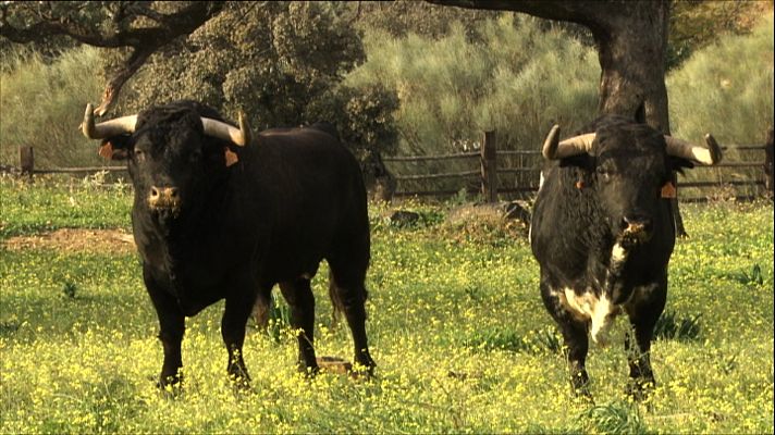 Tendido cero - Tendido Cero - 10/10/20