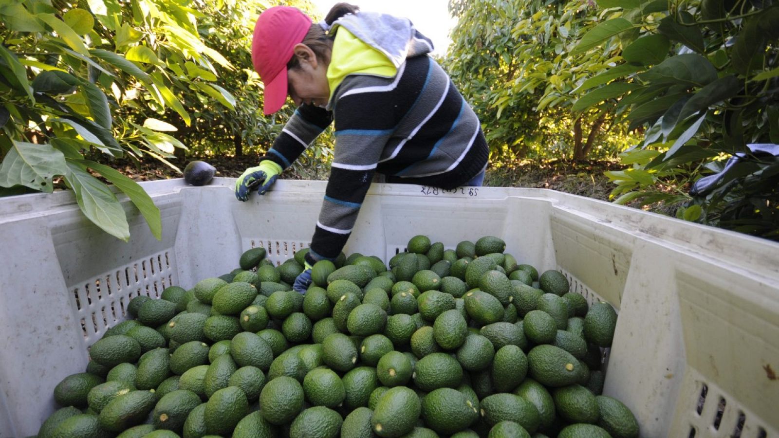 Oro, petróleo y aguacates, las nuevas venas abiertas de América Latina 