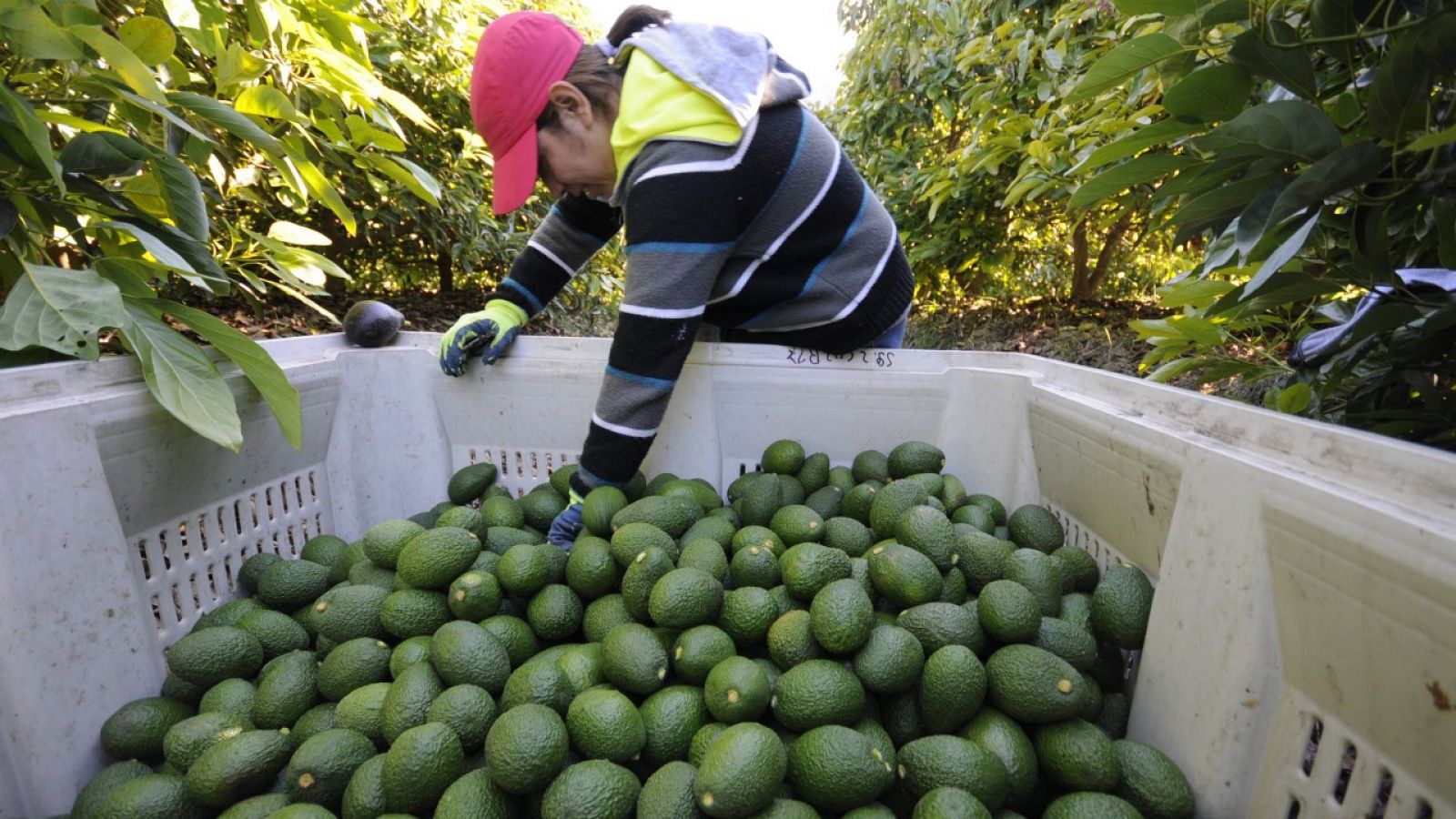 Oro, petróleo y aguacates, las nuevas venas abiertas de América Latina