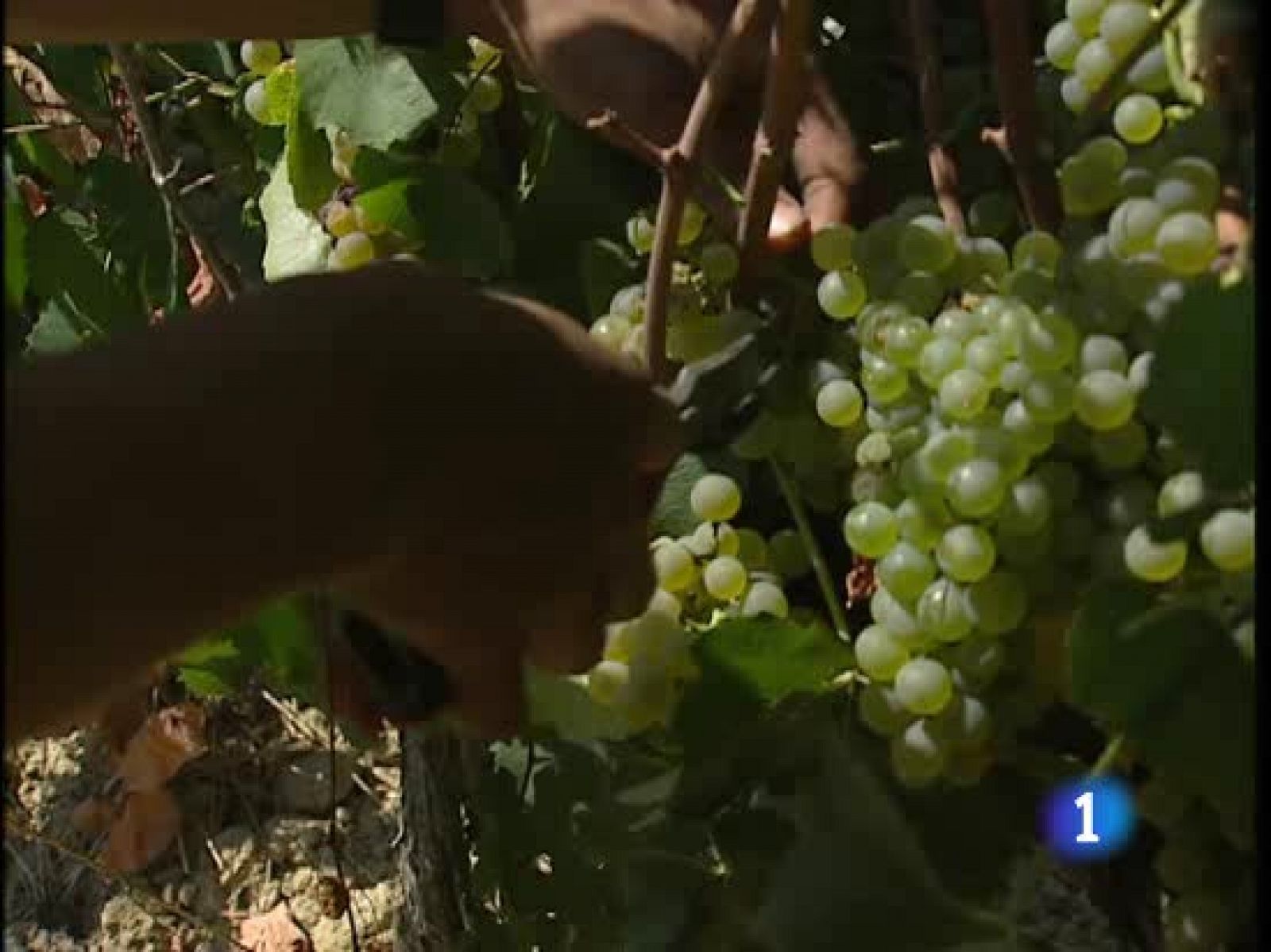 La viticultura de precisión se impone en las bodegas