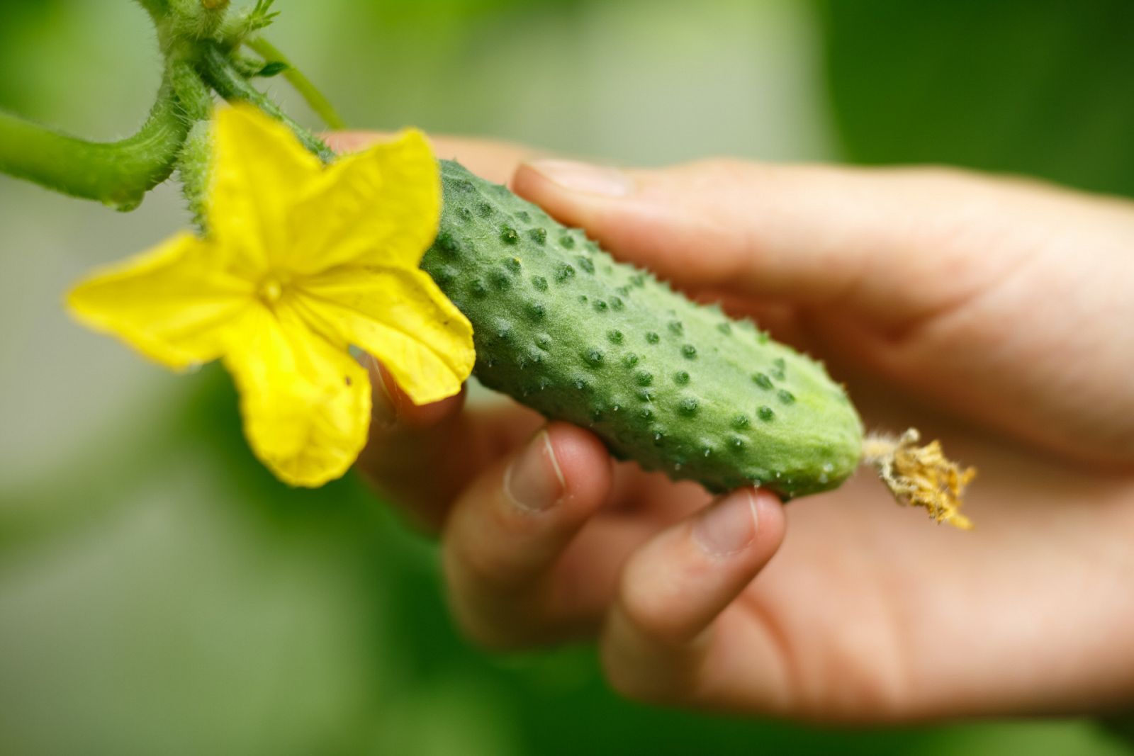 ¡Especies de pepinos muy diferentes!