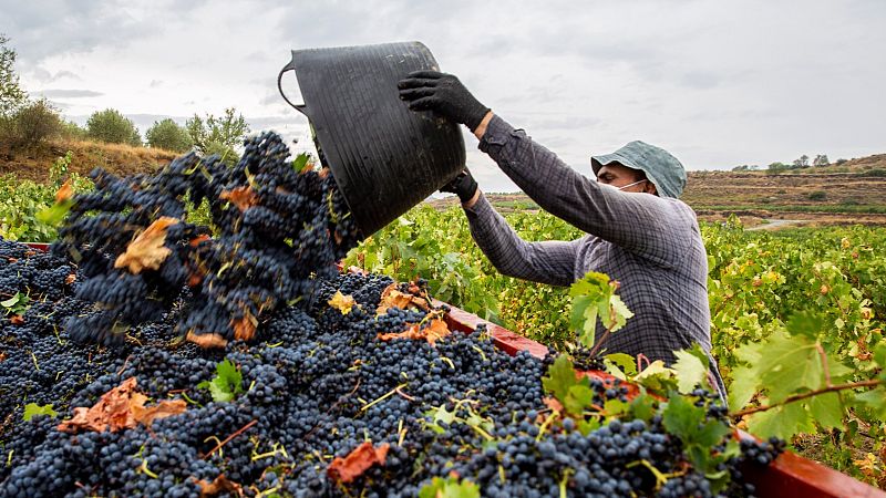 Termina una atipica vendimia marcada por la pandemia - Telediario 1 | Ver