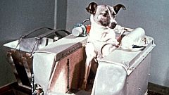 Aquellos perros astronautas rusos