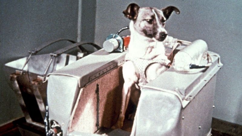La perra Laika es el más famoso, el primer ser vivo lanzado para orbitar la Tierra. Pero antes de ella, hubo otros: En 1951, en un cosmódromo ruso, Dezik y Tsygan se convirtieron en los primeros perros lanzados al espacio. Y ellos sí, al contrario de Laika, volvieron con vida.