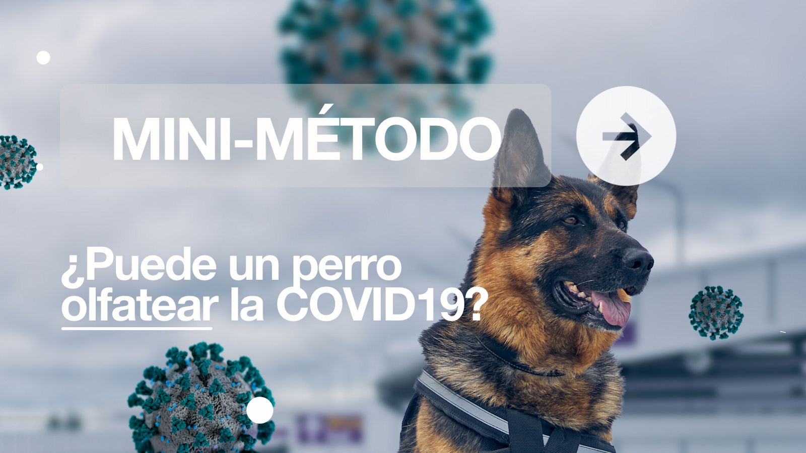 ¿Puede un perro olfatear la COVID-19?