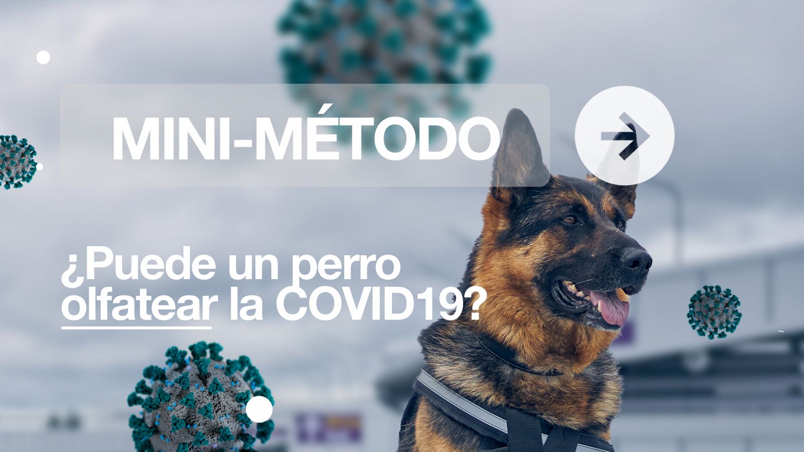 Mini-método | Coronavirus: ¿Puede un perro olfatear la COVID-19?