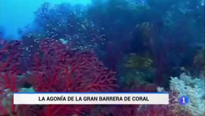 Telediario 1 - La Gran Barrera de Coral no escapa del cambio climático