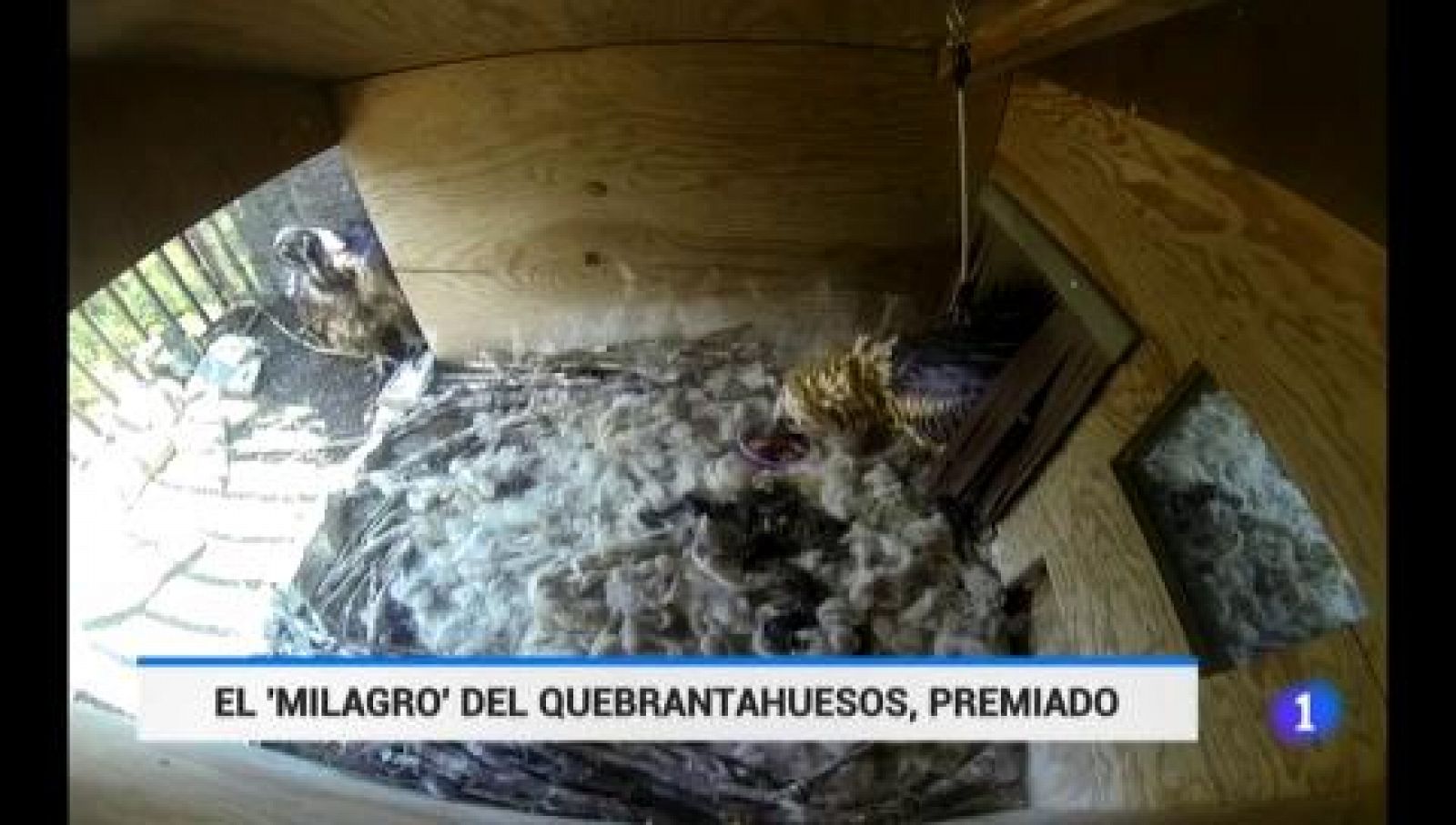 La Fundación BBVA premia la conservación del quebrantahuesos en España y del orangután en Indonesia | Ver