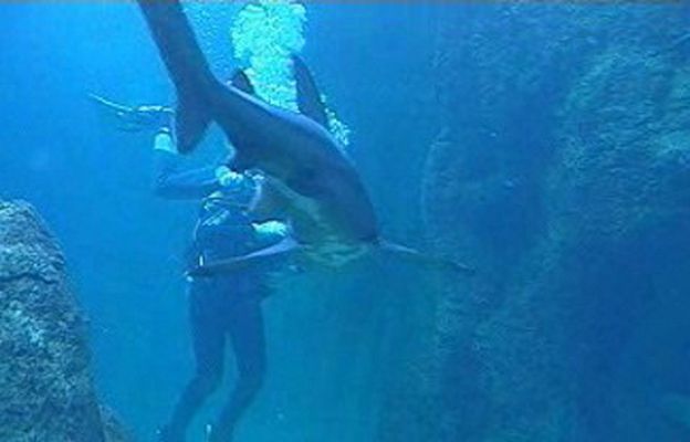 España Directo - Entre lubinas y tiburones