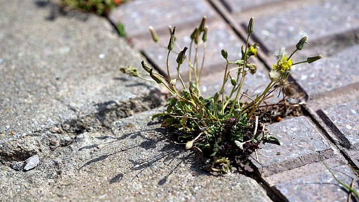 El escarabajo verde - Salvajes y espontáneas