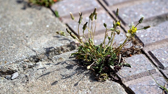 El escarabajo verde - Salvajes y espontáneas