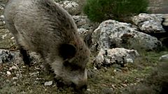El hombre y la Tierra (Fauna ibérica) - El jabalí II