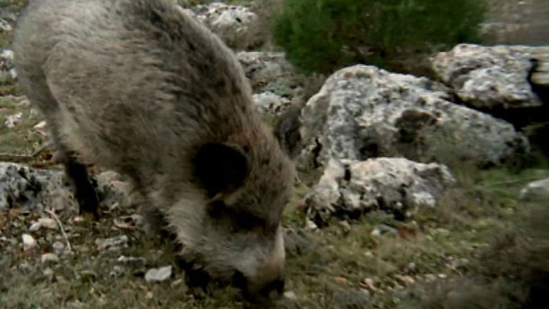 El hombre y la Tierra (Fauna ibérica) - El jabalí 2 - ver ahora