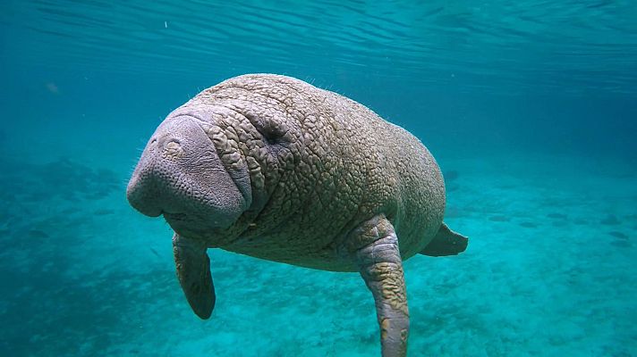 ¡Qué animal! - En movimiento