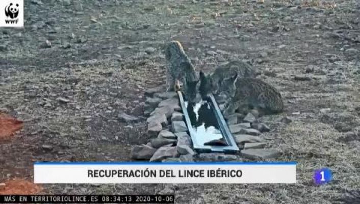 Recuperación del lince ibérico