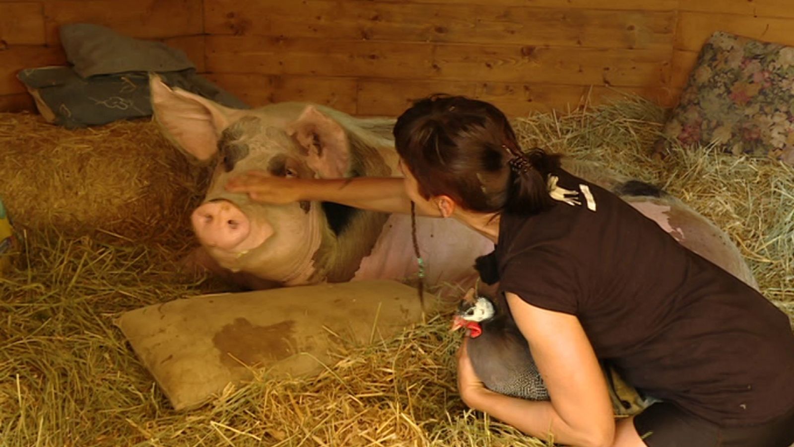 Repor - La alternativa veggie - ver ahora