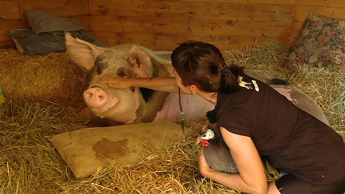 Repor - La alternativa veggie