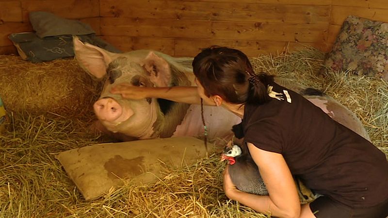 Repor - La alternativa veggie - ver ahora