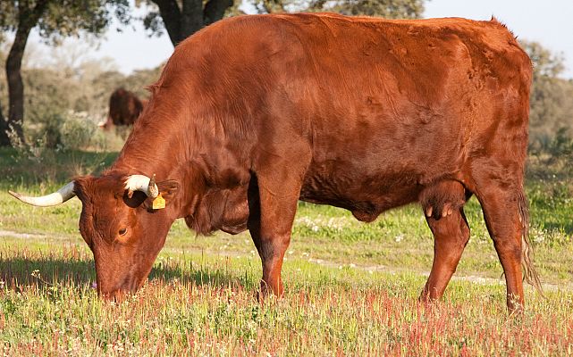 Las vacas vianesa: una raza en peligro de extinción