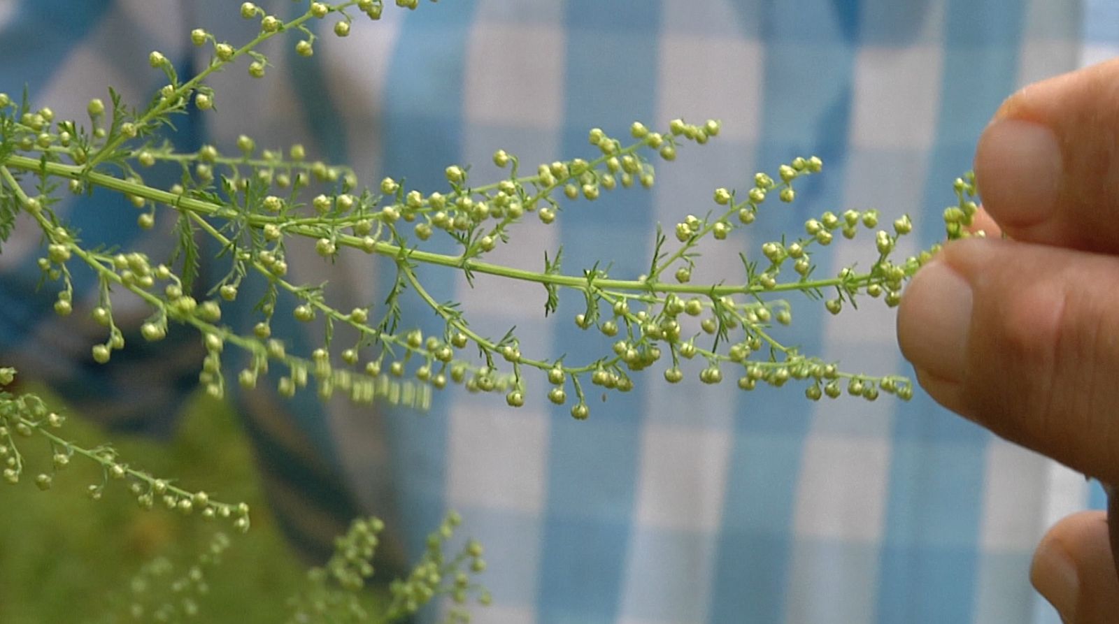Una planta medicinal mitológica: la artemisa