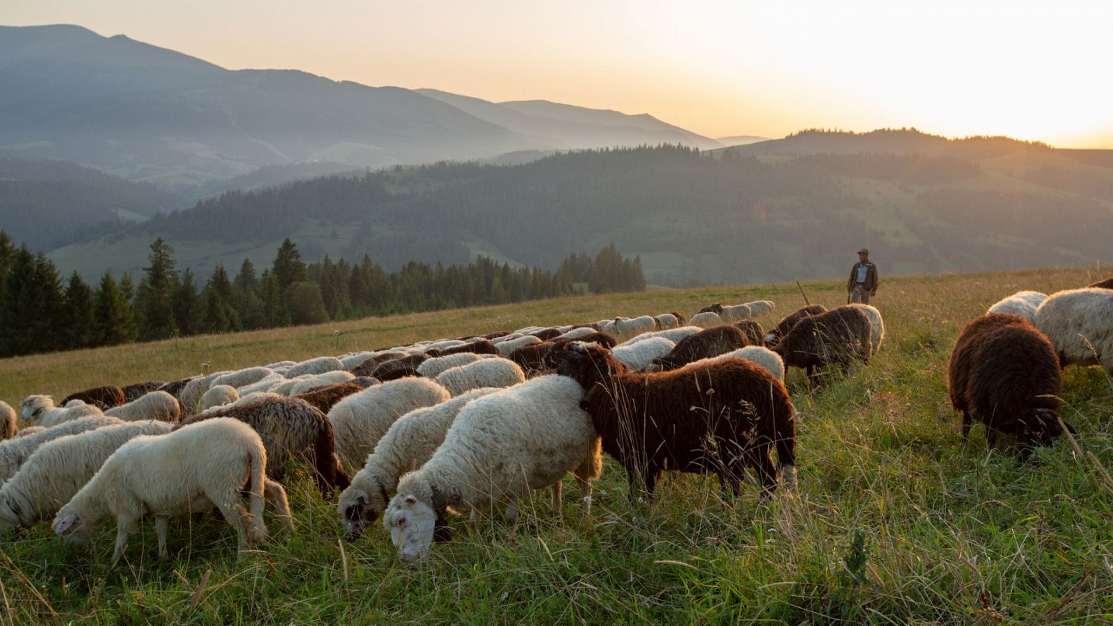 España Directo - 20/10/20 - ver ahora