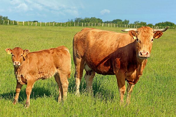 Aquí la Tierra - Conocemos el arte del manejo holístico