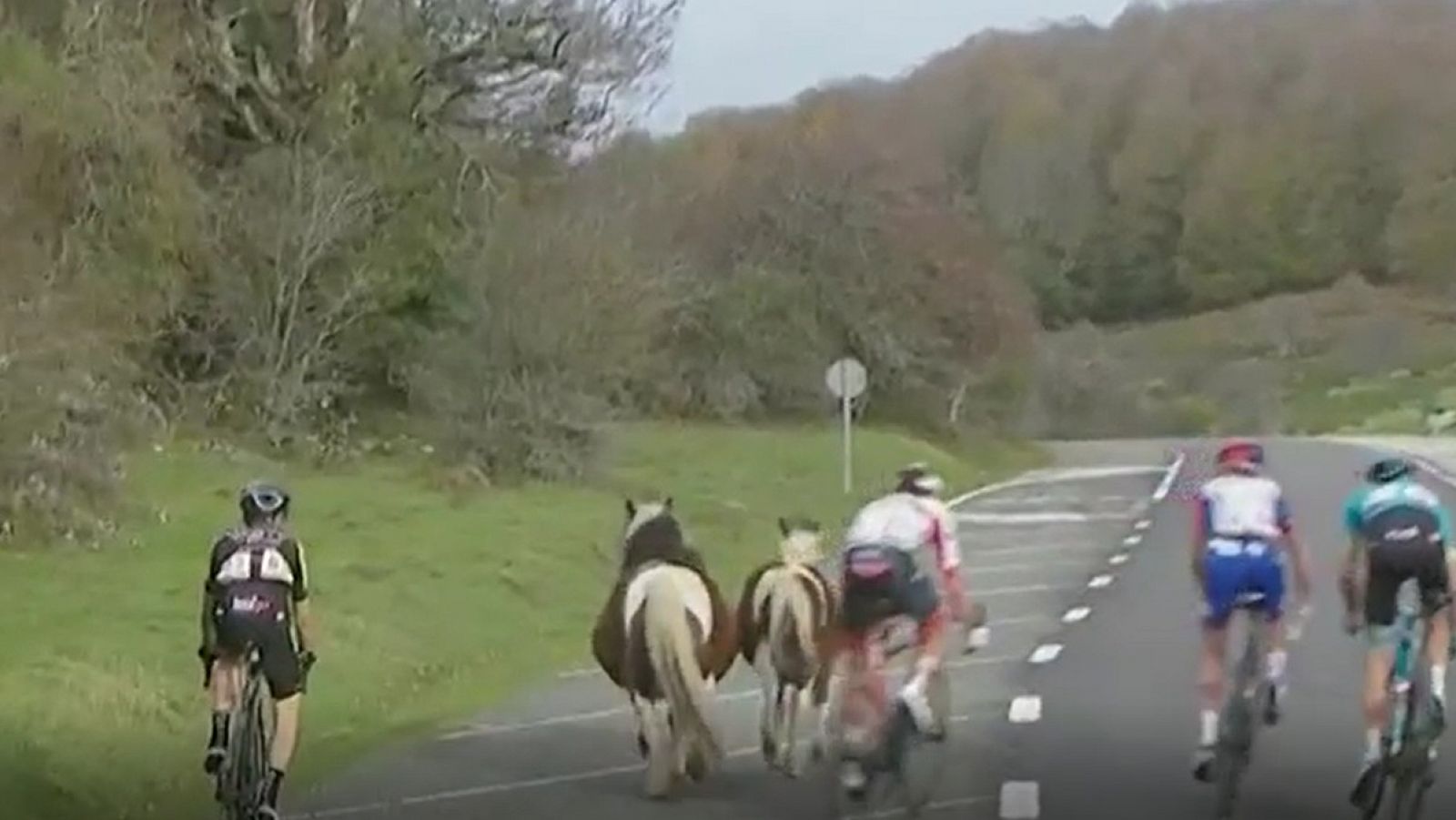 Vuelta 2020 | Caballos sueltos dan un susto a los corredores