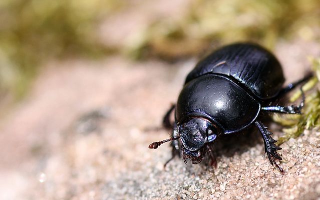 Escarabajos peloteros: la joya de los coleópteros
