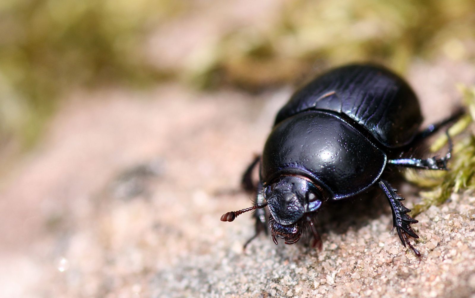 Aquí la Tierra - Escarabajos peloteros: la joya de los coleópteros