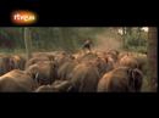 Cultura en Rtve.es - Tráiler de 'Ong Bak 2'