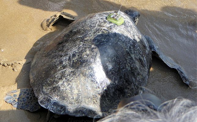 Telediario 1 - Un desastre medioambiental causa la muerte de miles de animales marinos en Rusia