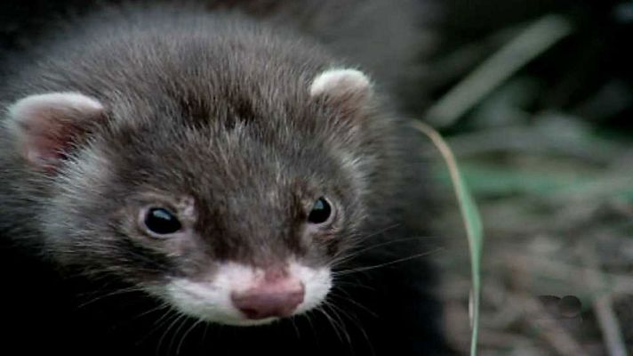 El hombre y la Tierra - El juego de la caza I